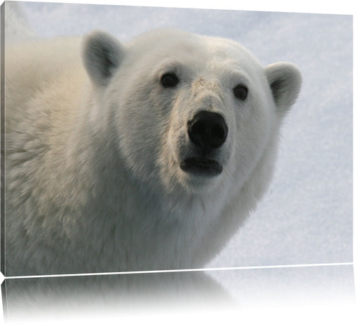 wachsamer Eisbär Leinwandbild