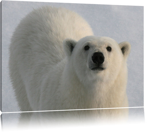 frecher Eisbär Leinwandbild