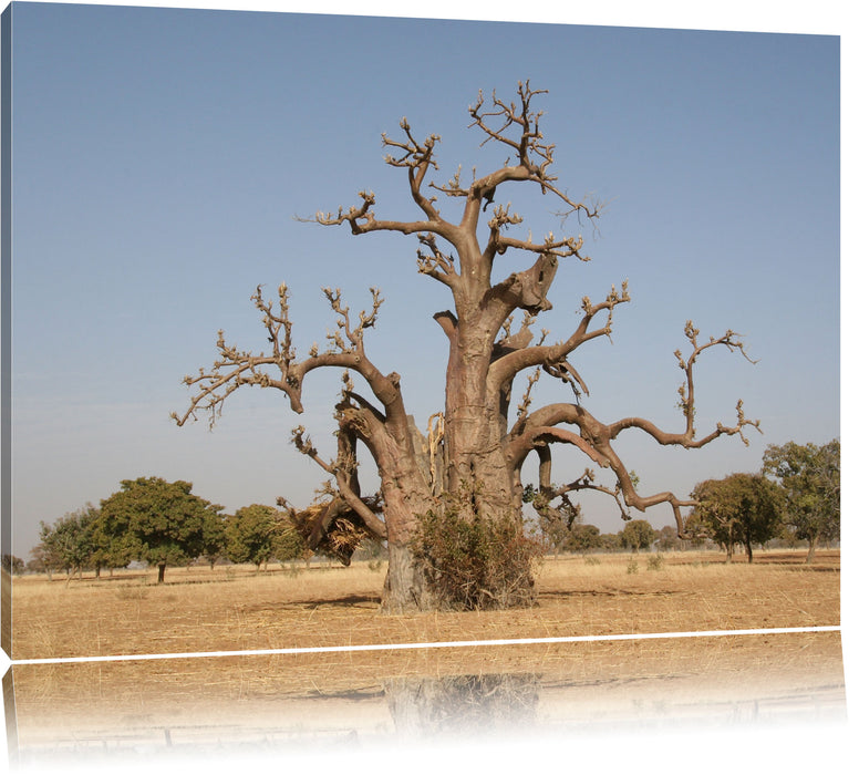 Pixxprint vertrockneter Baum in der Savanne, Leinwandbild