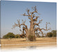 vertrockneter Baum in der Savanne Leinwandbild