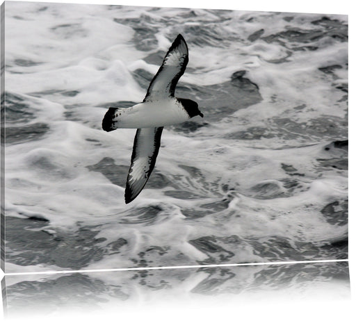 prächtige Möwe fliegt über Wasser Leinwandbild