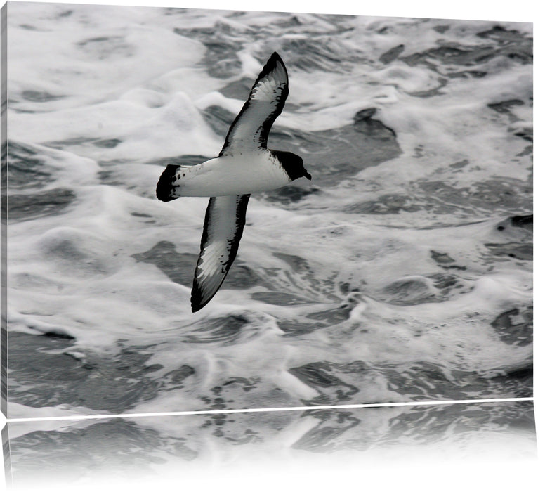 Pixxprint prächtige Möwe fliegt über Wasser, Leinwandbild