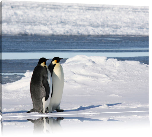 Kaiserpinguine Leinwandbild