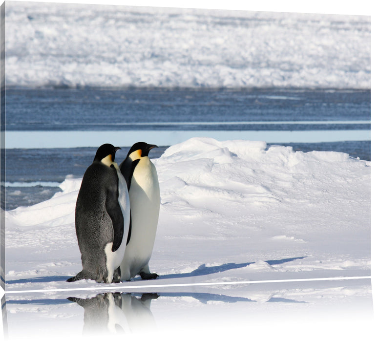 Pixxprint Kaiserpinguine, Leinwandbild