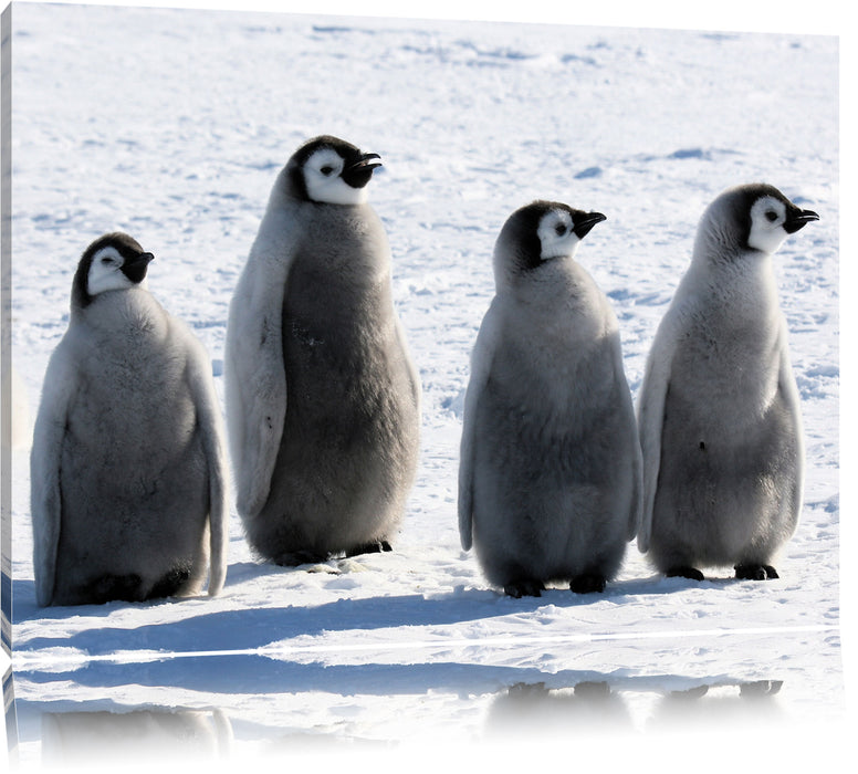Pixxprint Kaiserpinguinküken, Leinwandbild