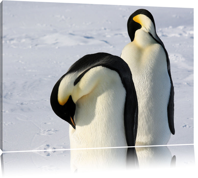Pixxprint Kaiserpinguine, Leinwandbild