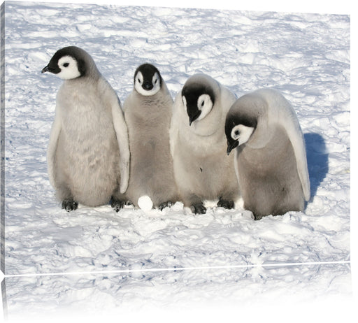 Kaiserpinguinküken Leinwandbild