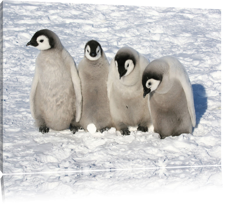 Pixxprint Kaiserpinguinküken, Leinwandbild