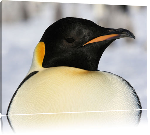 prachtvoller Kaiserpinguin Leinwandbild