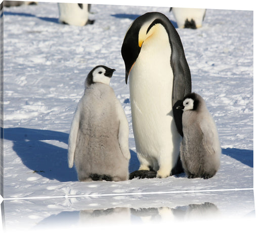 Kaiserpinguin mit Küken Leinwandbild