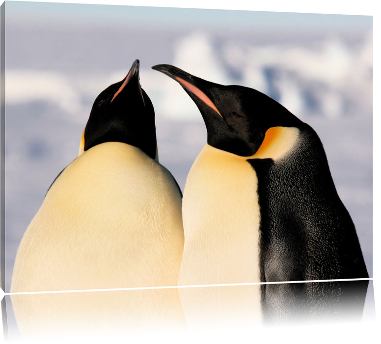 Pixxprint zwei prachtvolle Kaiserpinguine, Leinwandbild