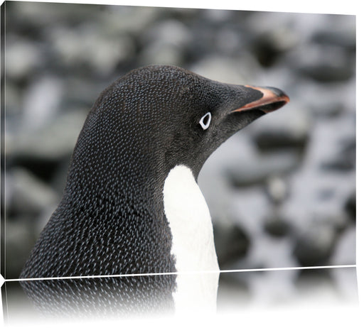 niedlicher Adeliepinguine Leinwandbild