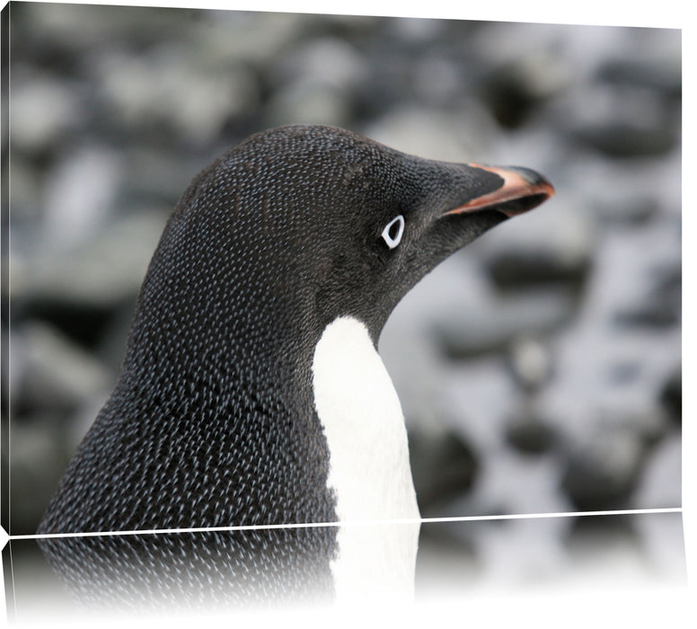 Pixxprint niedlicher Adeliepinguine, Leinwandbild