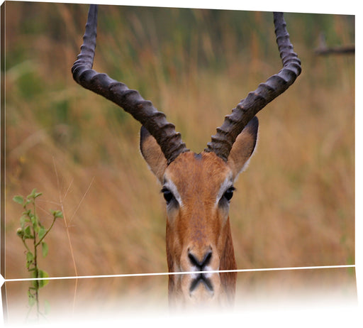 prächtige Dorkasgazelle Leinwandbild