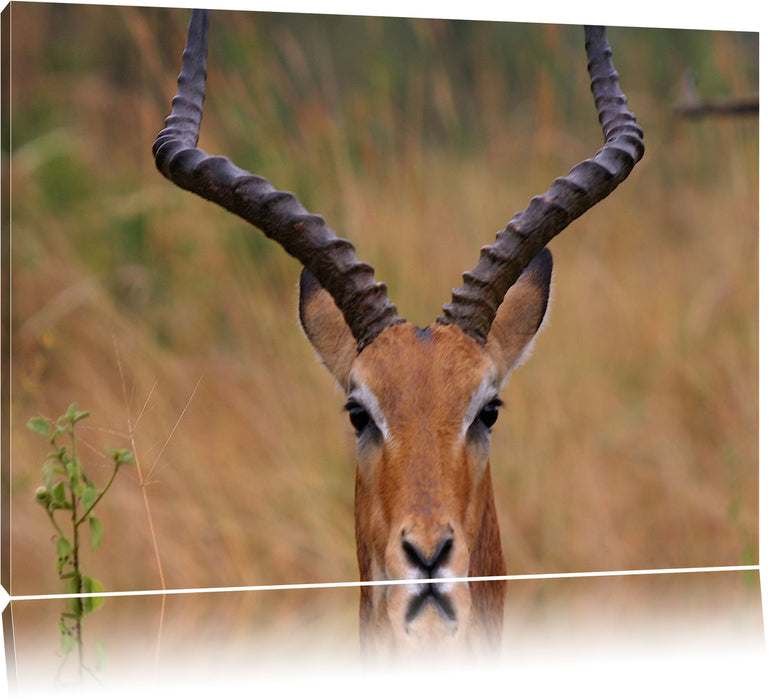 Pixxprint prächtige Dorkasgazelle, Leinwandbild