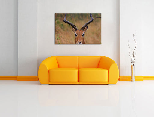 prächtige Dorkasgazelle Leinwandbild über Sofa