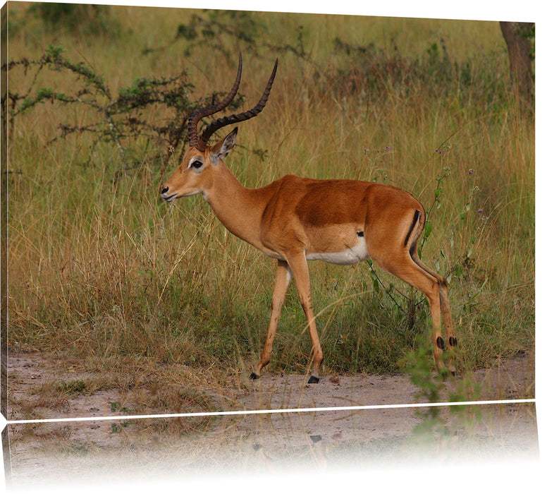 Pixxprint Dorkasgazelle in der Savanne, Leinwandbild