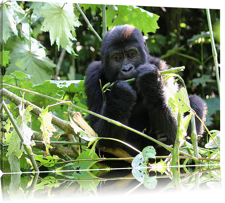 Gorilla beim Fressen Leinwandbild