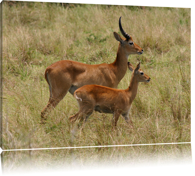 Pixxprint Dorkasgazelle mit Jungtier, Leinwandbild