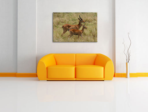 Dorkasgazelle mit Jungtier Leinwandbild über Sofa