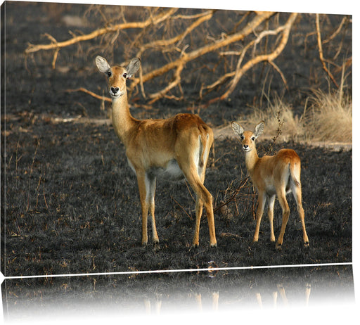 weibliche Gazelle mit Jungtier Leinwandbild