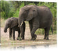 Elefantenkuh neben Jungtier Leinwandbild
