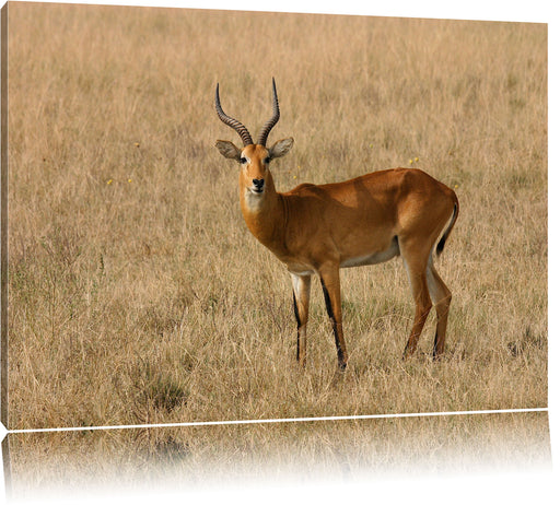 Dorkasgazelle im trockenen Gras Leinwandbild