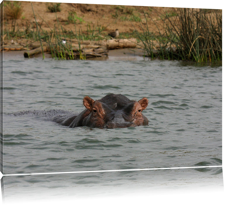 Pixxprint schwimmendes Flusspferd, Leinwandbild