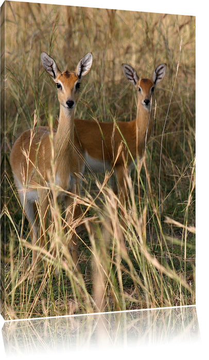 Pixxprint Gazellen im Wildgras, Leinwandbild