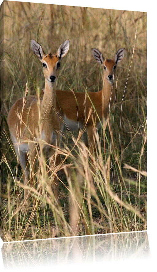 Gazellen im Wildgras Leinwandbild