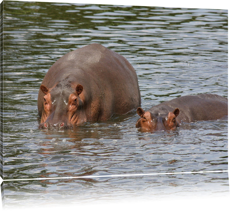 Pixxprint zwei Flusspferde im hohen Wasser, Leinwandbild