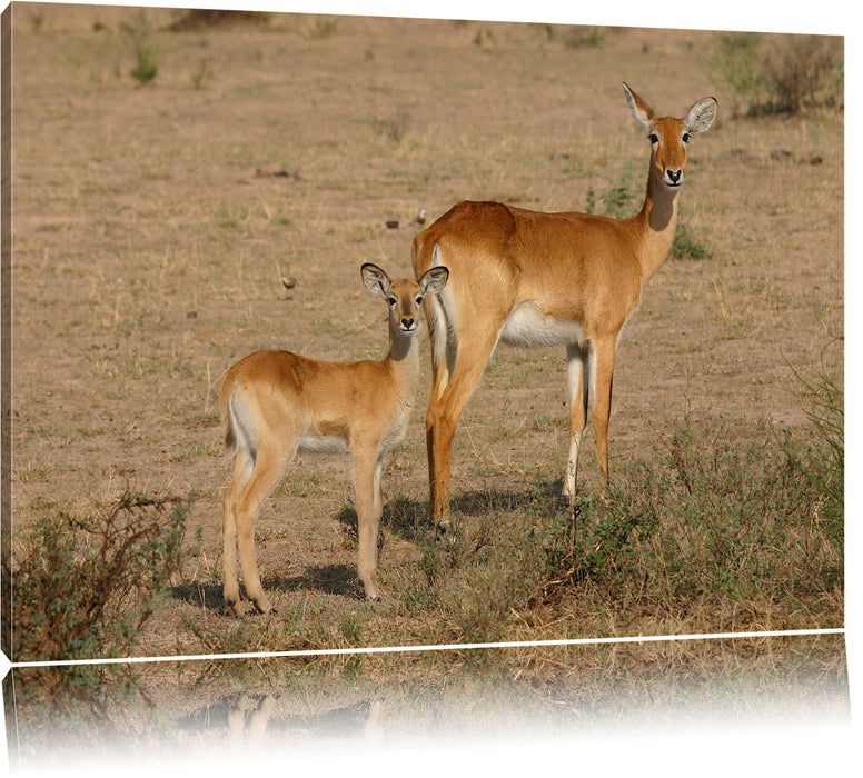 Pixxprint Gazelle mit Jungtier, Leinwandbild