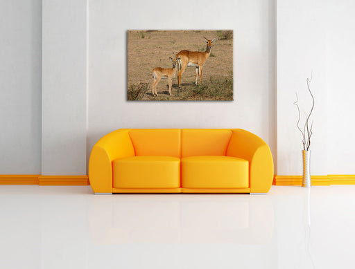 Gazelle mit Jungtier Leinwandbild über Sofa