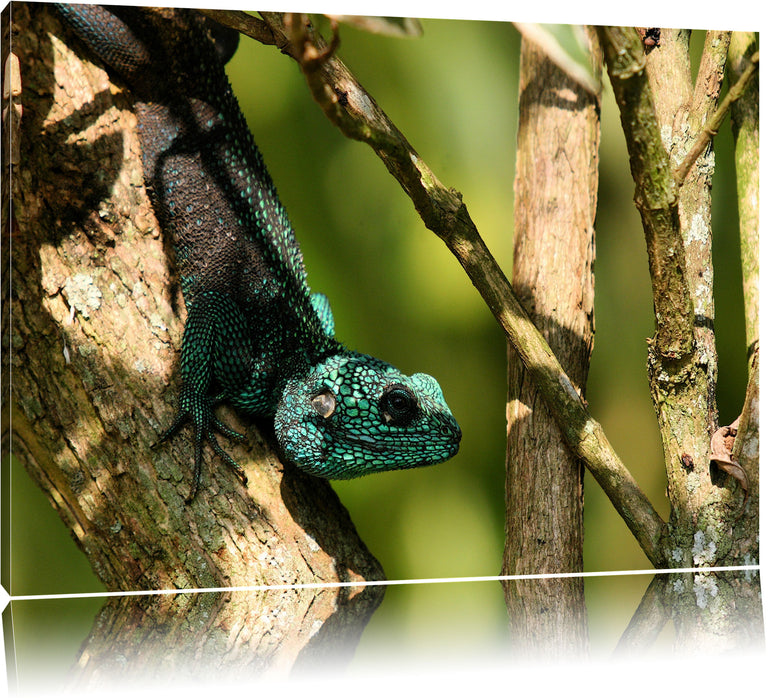 Pixxprint Agama auf Baum Ast, Leinwandbild