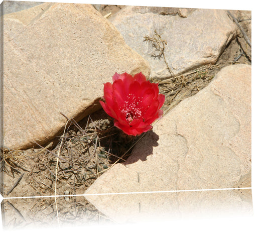 prächtige rote Kaktusblüte Leinwandbild