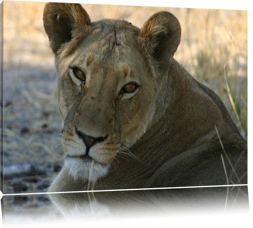 schöne Löwin im Wildgras Leinwandbild