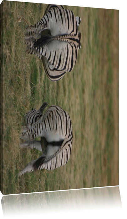 Pixxprint Zebras mit weißen Vögeln, Leinwandbild