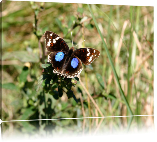 Schmetterling auf Grashalm Leinwandbild