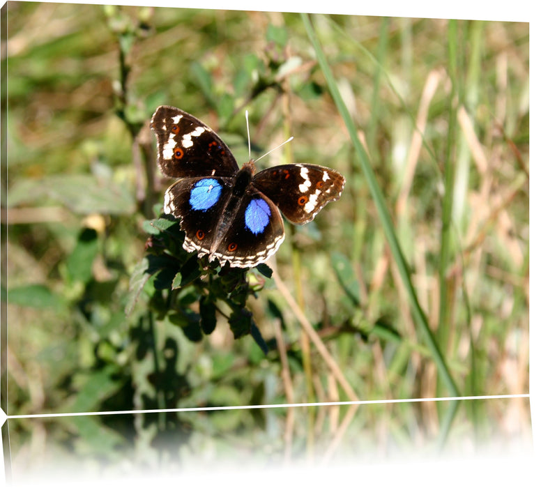 Pixxprint Schmetterling auf Grashalm, Leinwandbild