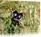 Schmetterling auf Grashalm Leinwandbild