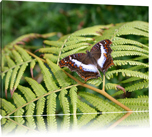 Schmetterling auf Farnblatt Leinwandbild