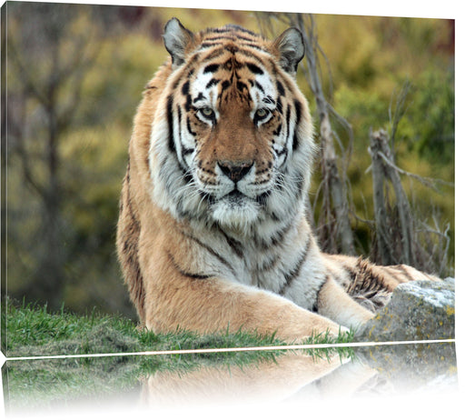 schöner Tiger auf Wiese Leinwandbild