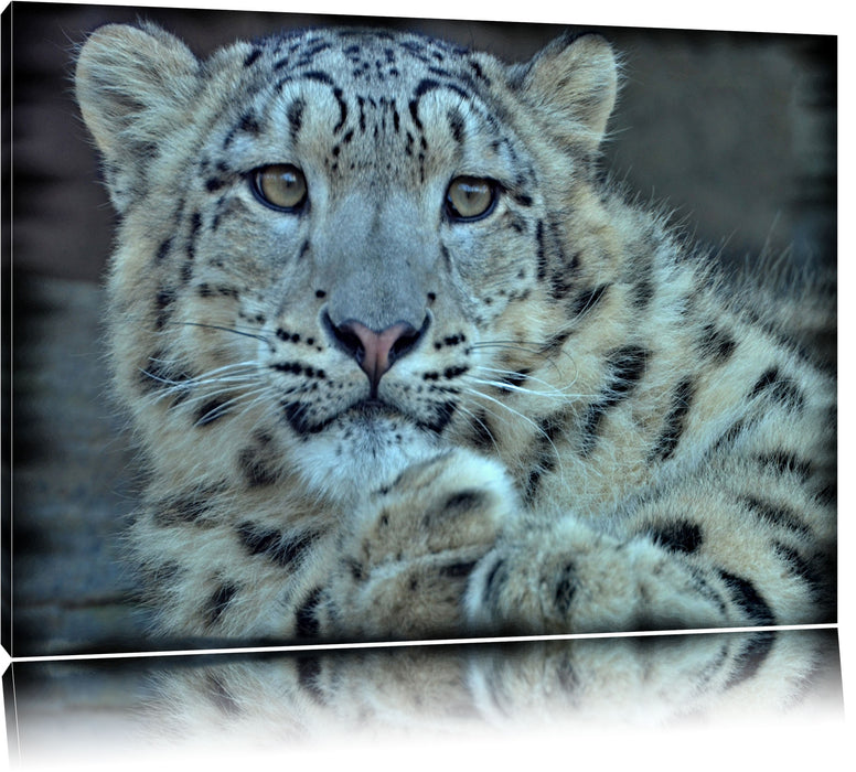 Pixxprint scheuer Schneeleopard, Leinwandbild
