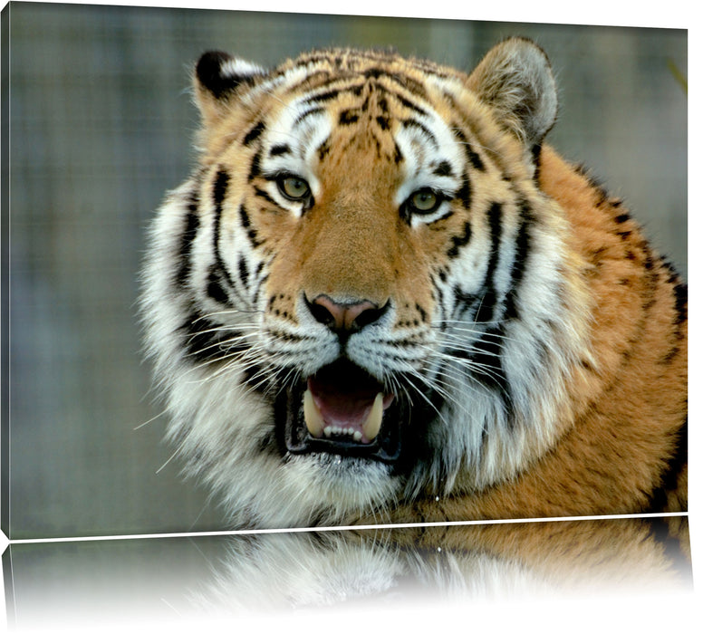 Tiger mit offenem Maul Leinwandbild