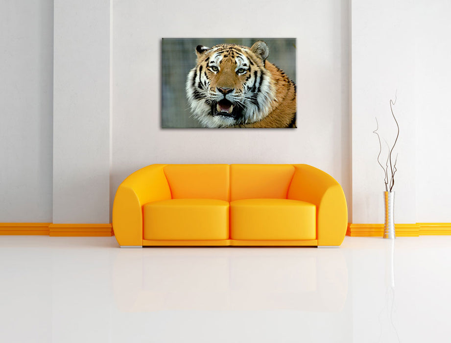 Tiger mit offenem Maul Leinwandbild über Sofa