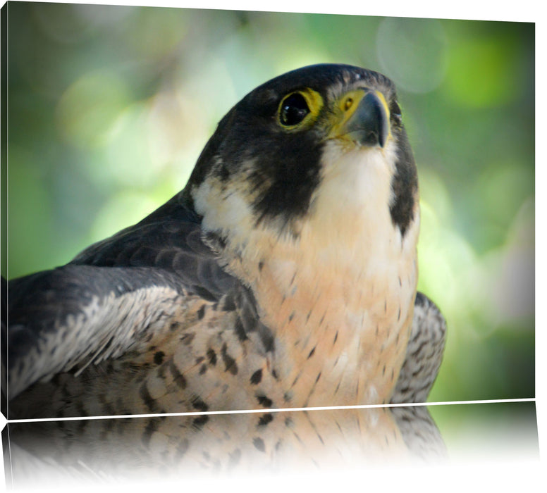 Pixxprint schöner grauer Adler, Leinwandbild