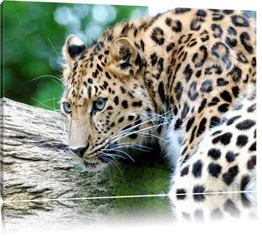 aufmerksamer Leopard auf Baumstamm Leinwandbild