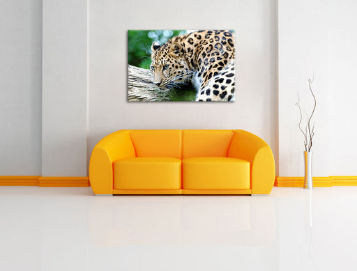 aufmerksamer Leopard auf Baumstamm Leinwandbild über Sofa