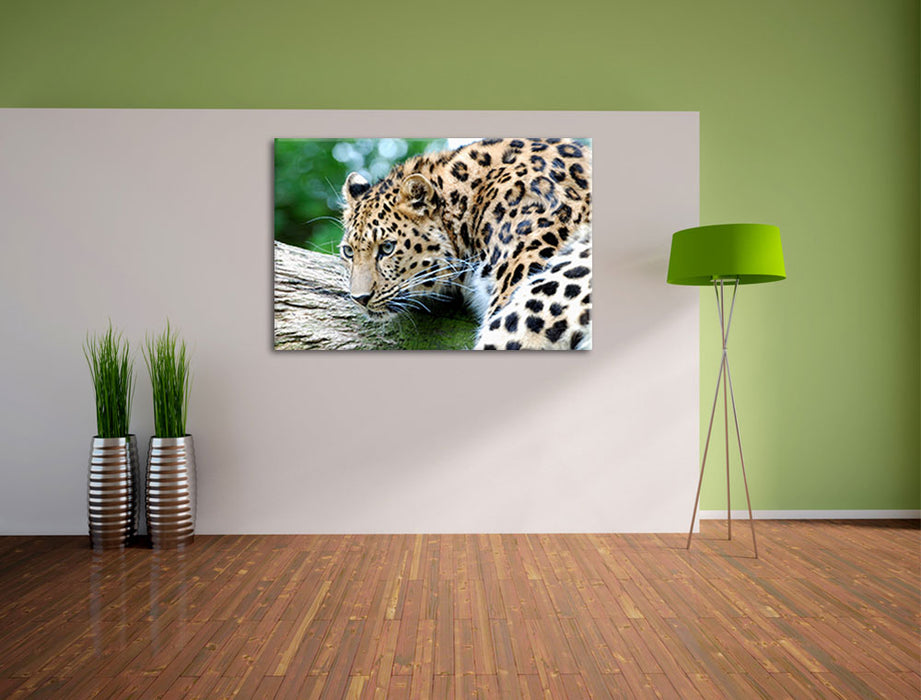 aufmerksamer Leopard auf Baumstamm Leinwandbild im Flur