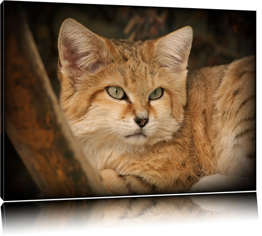 kleine Sandkatze Leinwandbild